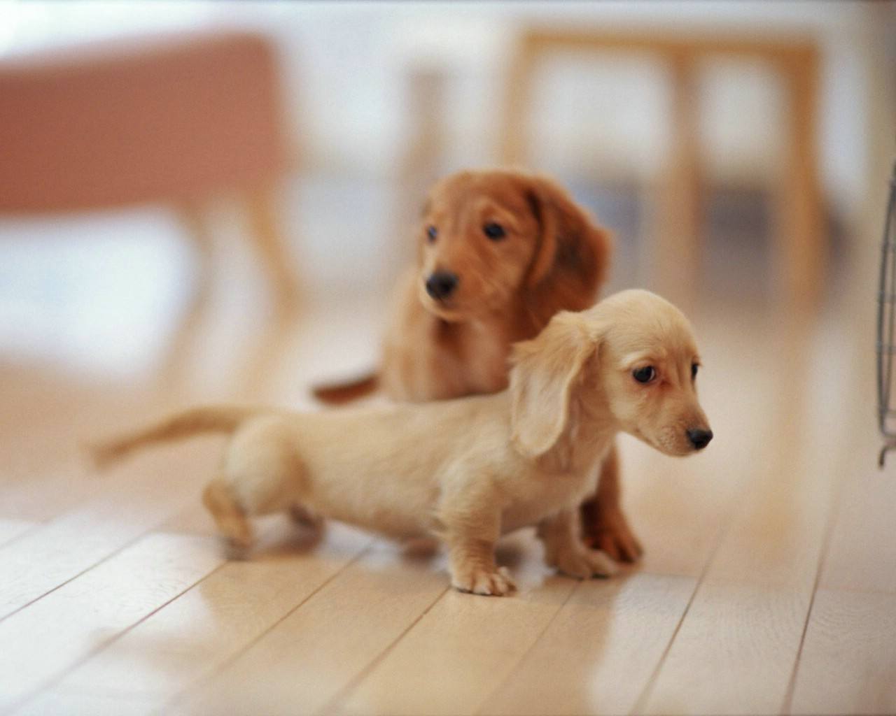 幼犬的养护基本知识,幼犬注意事项及护理方法