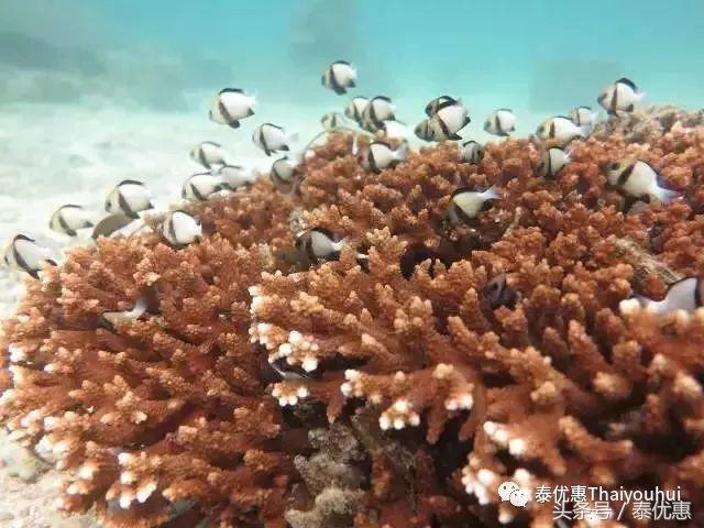 泰国绝美小众海岛系列之——蜜月岛