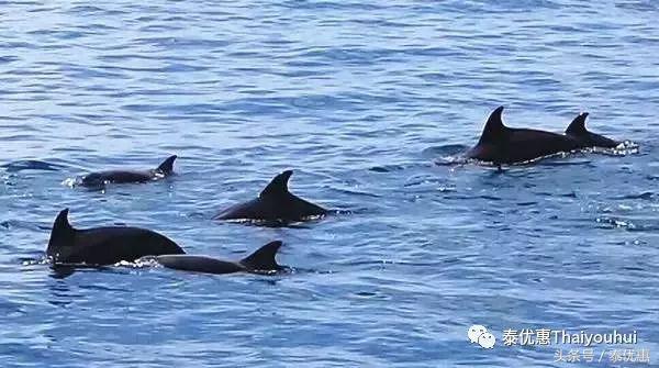 泰国绝美小众海岛系列之——蜜月岛