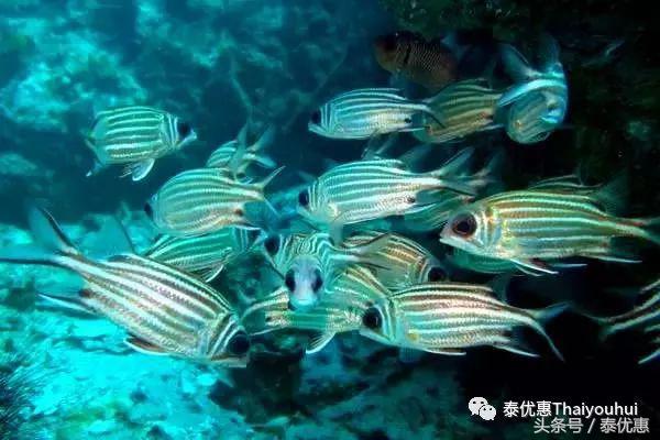 泰国绝美小众海岛系列之——蜜月岛