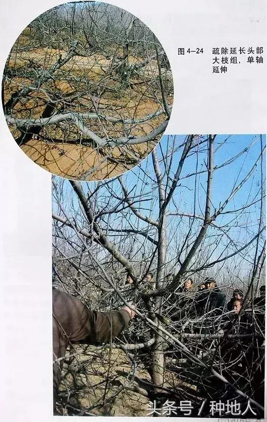 汪景彦苹果树傻瓜式修剪技术详解,傻瓜式苹果小树修剪技术