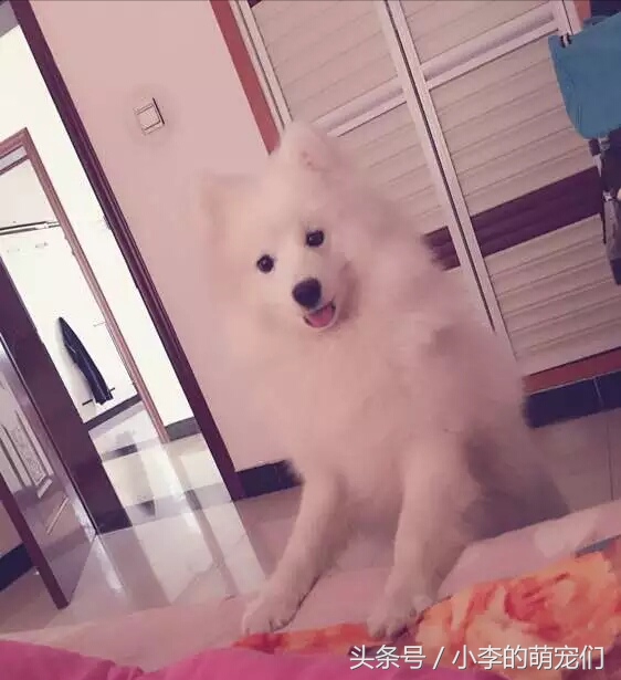 宠物狗重逢,宠物狗相遇