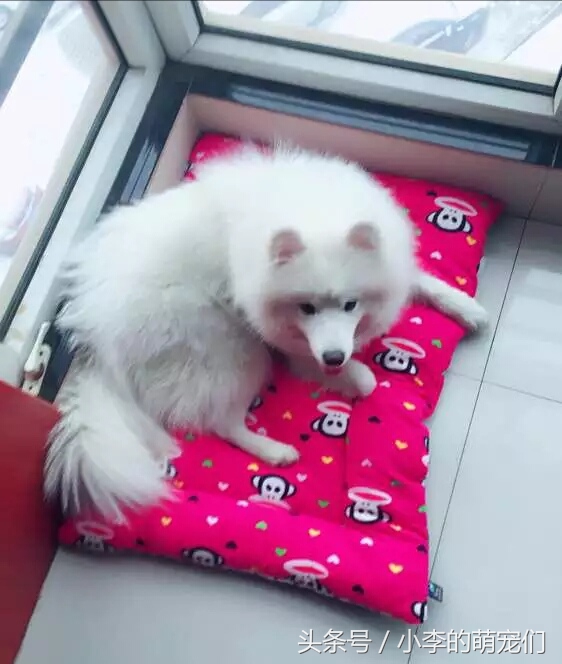 宠物狗重逢,宠物狗相遇