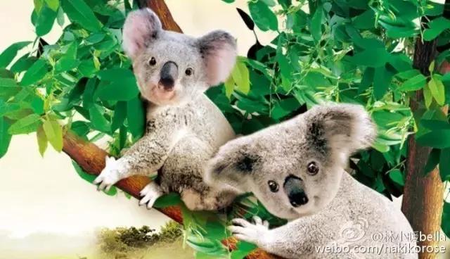 两大一小广州长隆亲子游攻略,最新广州长隆带娃游玩攻略2天