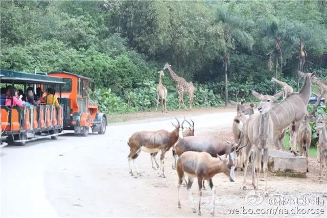 两大一小广州长隆亲子游攻略,最新广州长隆带娃游玩攻略2天