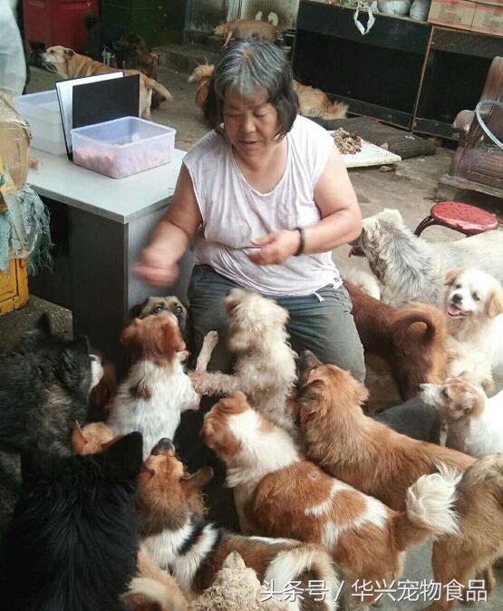 老人救助流浪狗20年,老奶奶收留50只流浪狗坚持了33年