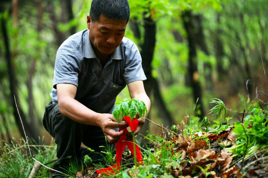 买人参科普,网上买的干人参应该注意哪几点