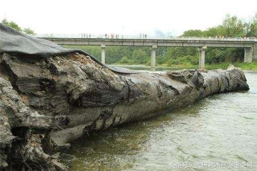 简单介绍一下乌木及其收藏价值,乌木目前价值