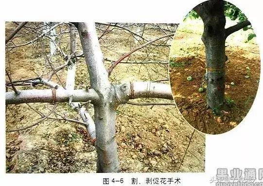 汪景彦苹果树傻瓜式修剪技术详解,傻瓜式苹果小树修剪技术