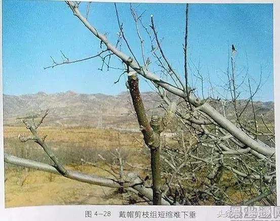 汪景彦苹果树傻瓜式修剪技术详解,傻瓜式苹果小树修剪技术