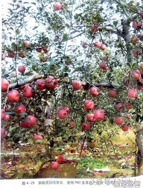 汪景彦苹果树傻瓜式修剪技术详解,傻瓜式苹果小树修剪技术