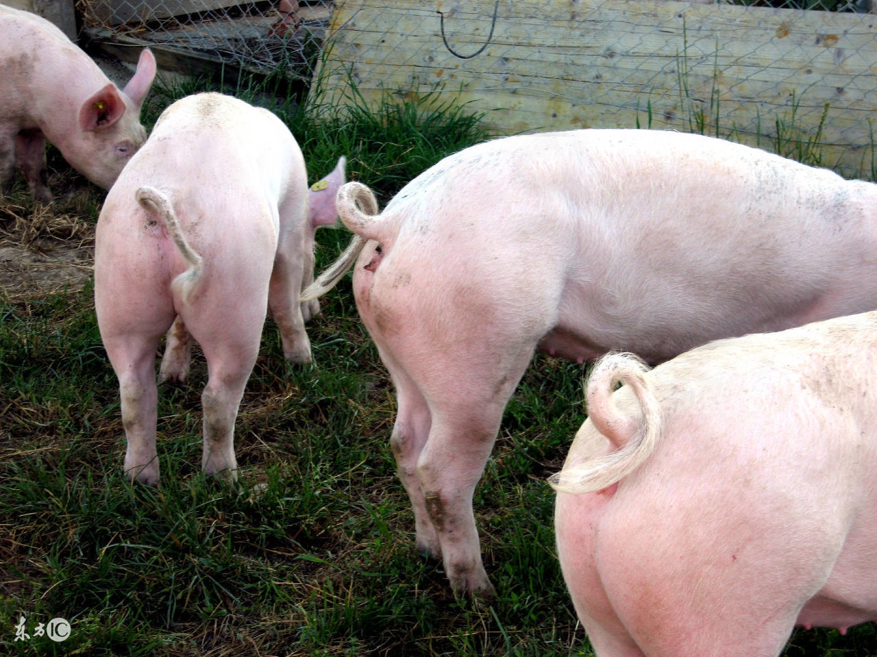 猪尾巴有什么用,猪尾巴功效与作用及禁忌