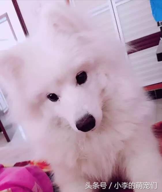 宠物狗重逢,宠物狗相遇