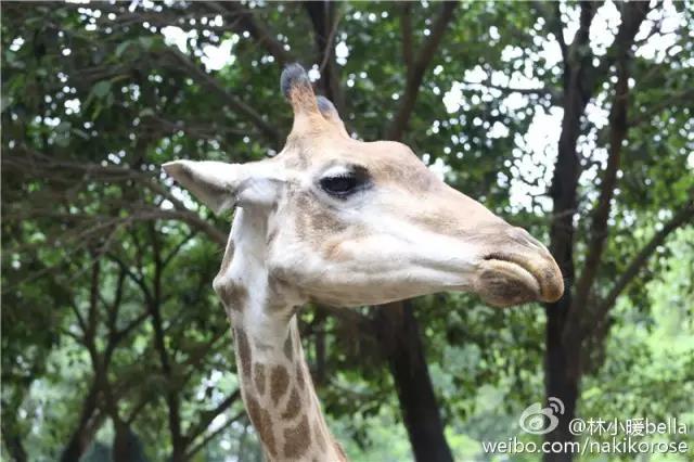 两大一小广州长隆亲子游攻略,最新广州长隆带娃游玩攻略2天