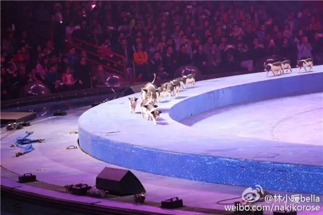 两大一小广州长隆亲子游攻略,最新广州长隆带娃游玩攻略2天