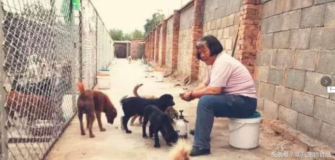 老人救助流浪狗20年,老奶奶收留50只流浪狗坚持了33年