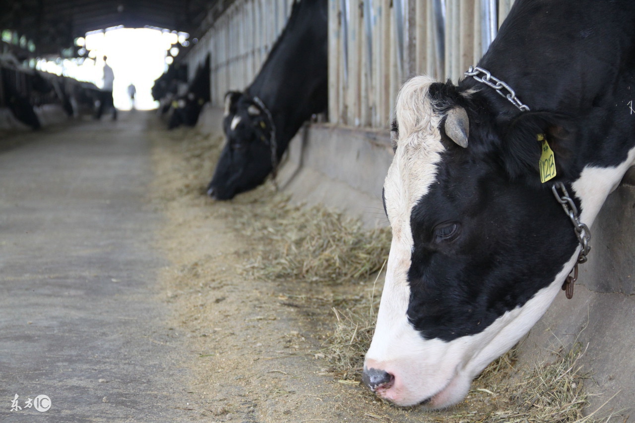 养牛的特殊方法,家里养牛怎么养