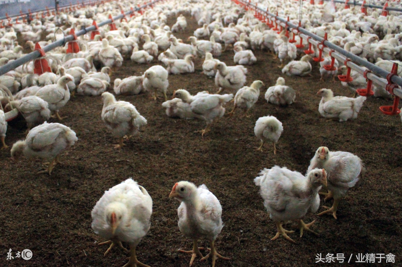 今日肉鸡苗价格最新行情,今日肉蛋鸡价格行情鸡病专业网