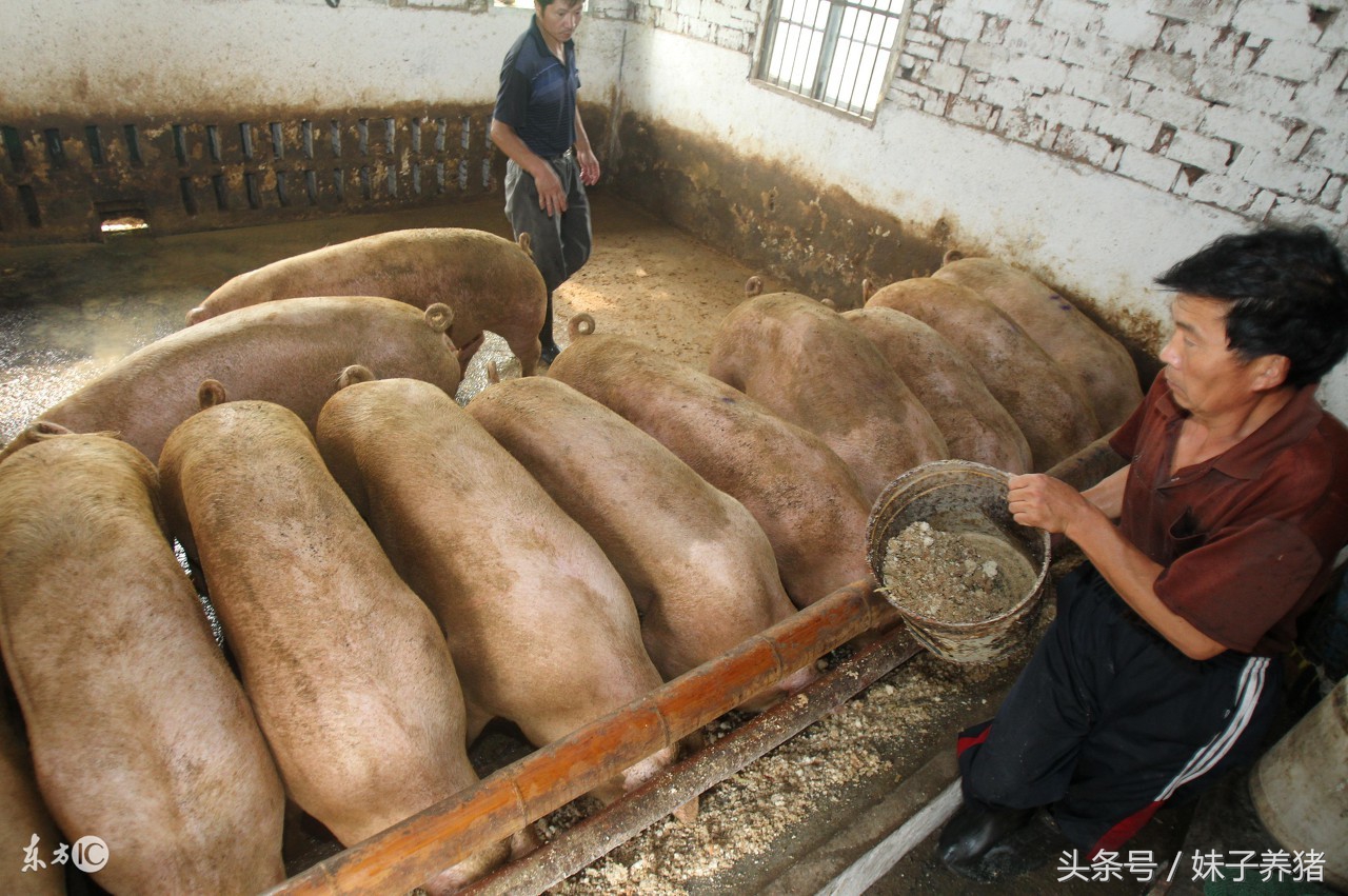 肥猪消化不好怎么办,肥猪后腿疼用什么药