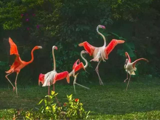 长隆旅游景区,长隆旅游度假村广州