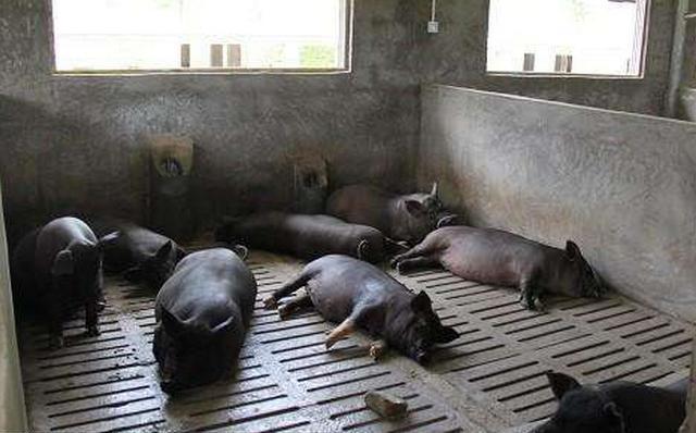 养猪想赚钱注意这3点,怎么养猪才能赚钱视频