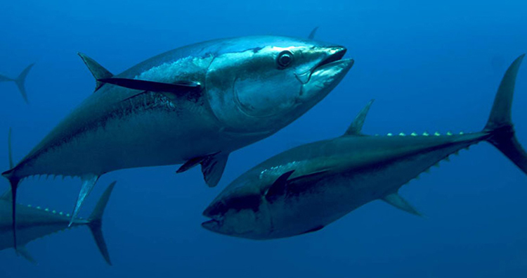 男人亚健康是什么症状怎么调理,身体各种亚健康症状应该怎么调理