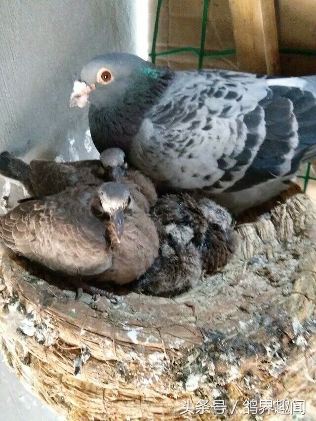 养鸽子怎么预防鸽病,鸽子常见鸽病大全