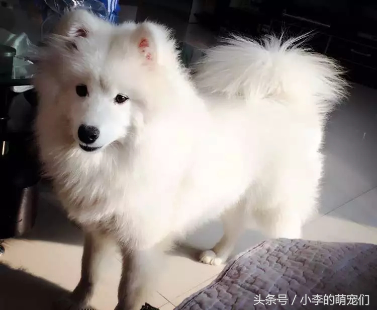 宠物狗重逢,宠物狗相遇