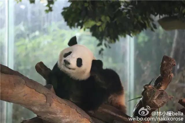 两大一小广州长隆亲子游攻略,最新广州长隆带娃游玩攻略2天