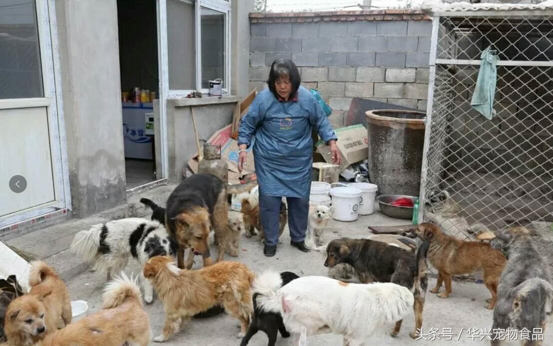 老人救助流浪狗20年,老奶奶收留50只流浪狗坚持了33年