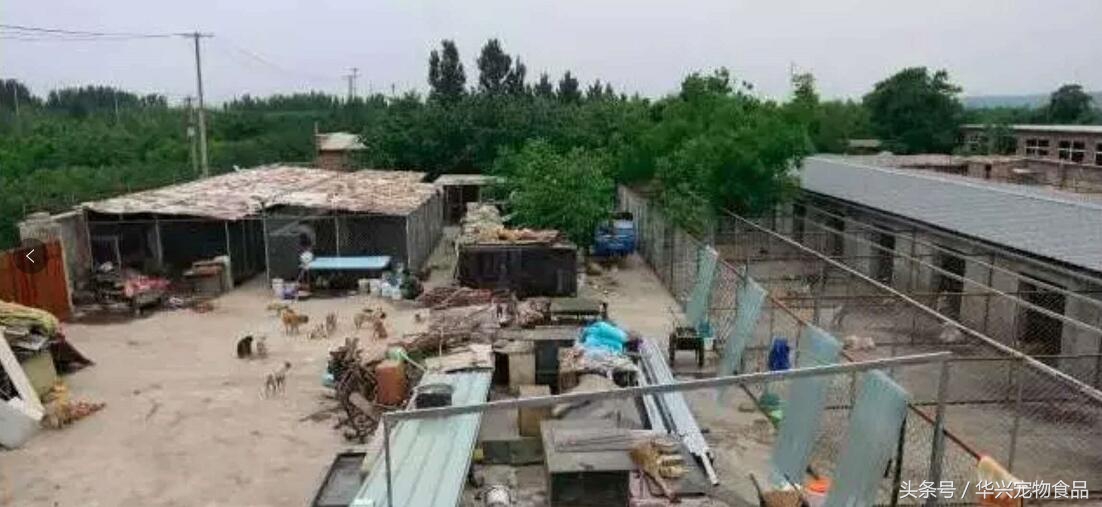 老人救助流浪狗20年,老奶奶收留50只流浪狗坚持了33年