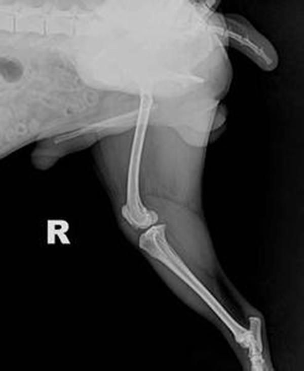 狗狗髌骨脱位怎么保守治疗,狗狗髌骨脱位一般几天会好一点