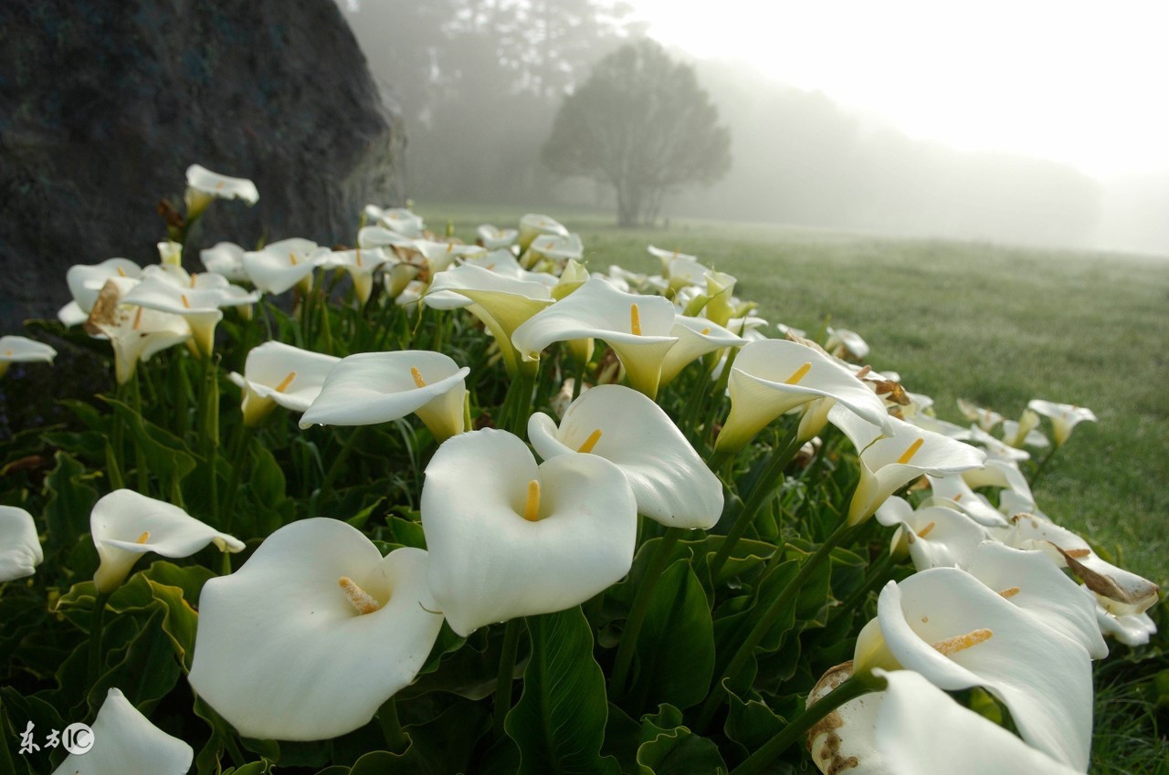 马蹄莲怎样盆栽与养护,盆栽马蹄莲的养护方法