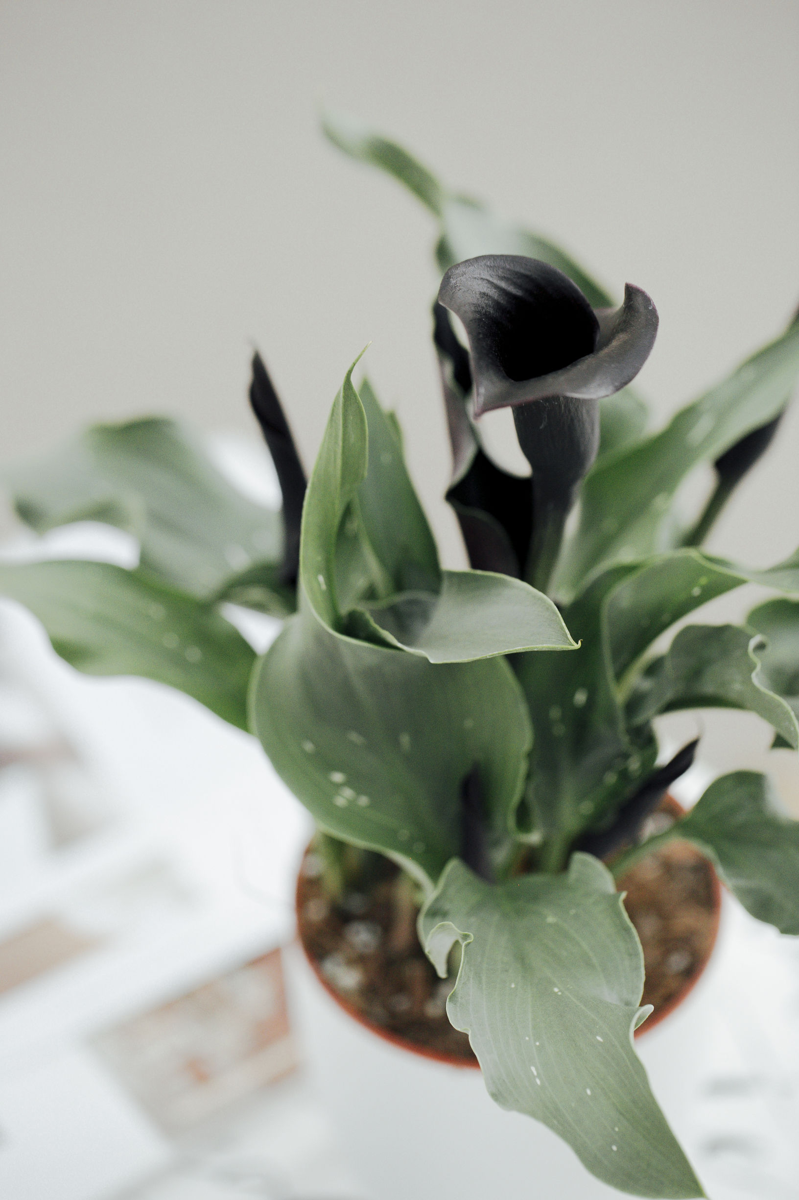 马蹄莲怎样盆栽与养护,盆栽马蹄莲的养护方法