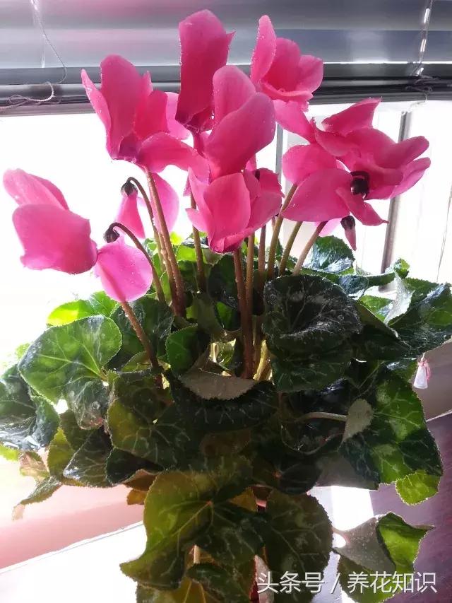 仙客来烂根是上面烂还是下面烂,仙客来烂根什么样