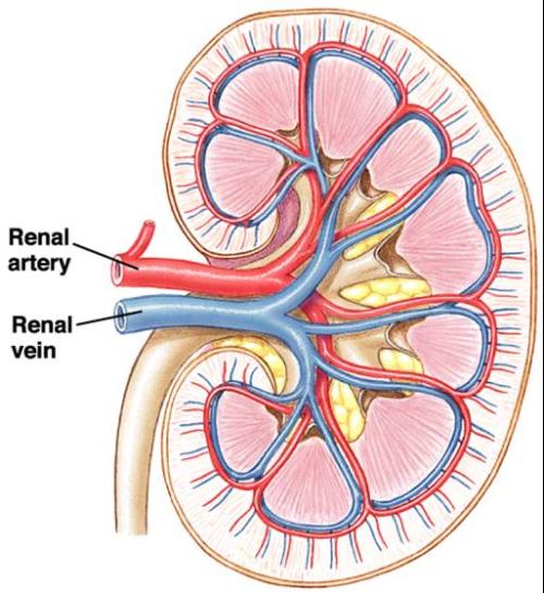 肾癌能肾移植吗,肾癌可以靶向治疗吗