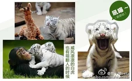 两大一小广州长隆亲子游攻略,最新广州长隆带娃游玩攻略2天