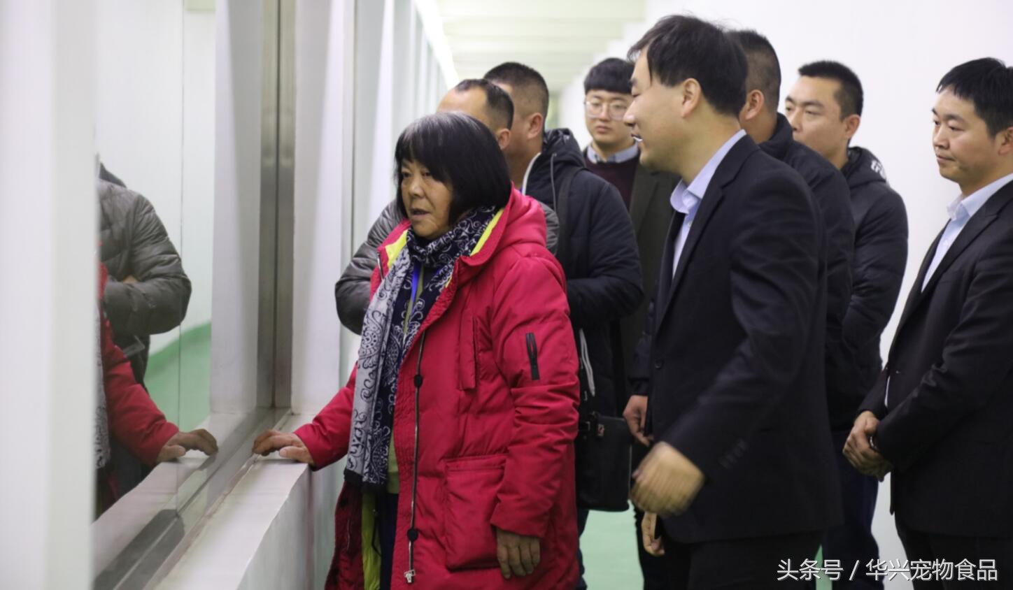 老人救助流浪狗20年,老奶奶收留50只流浪狗坚持了33年