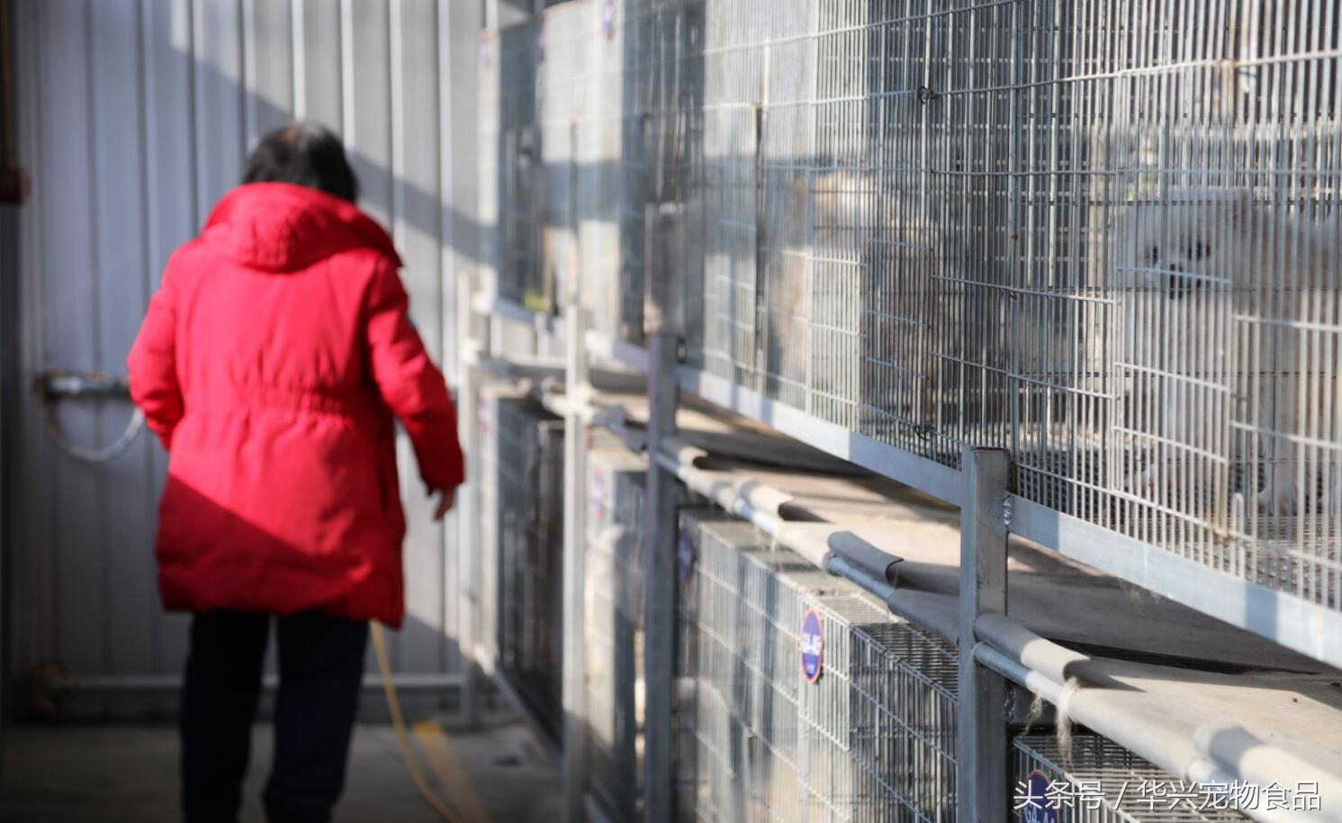 老人救助流浪狗20年,老奶奶收留50只流浪狗坚持了33年