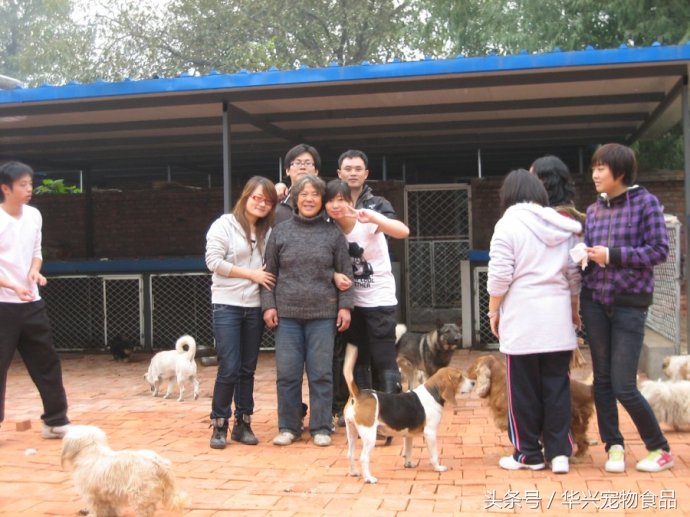 老人救助流浪狗20年,老奶奶收留50只流浪狗坚持了33年