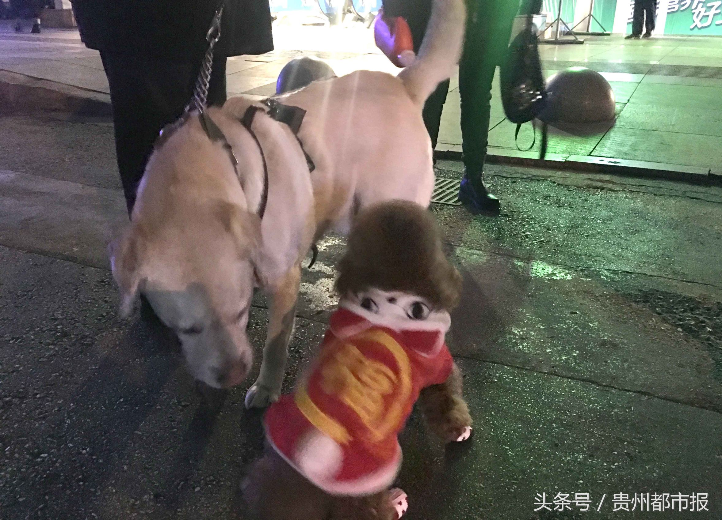 全球第一只导盲犬,史努比是第一只上太空的狗狗