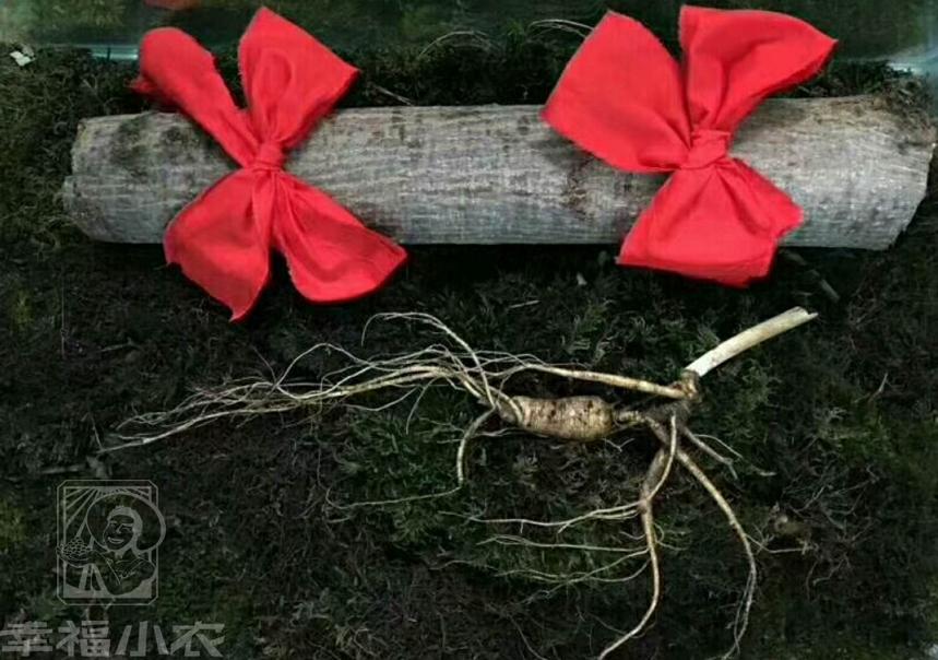 买人参科普,网上买的干人参应该注意哪几点