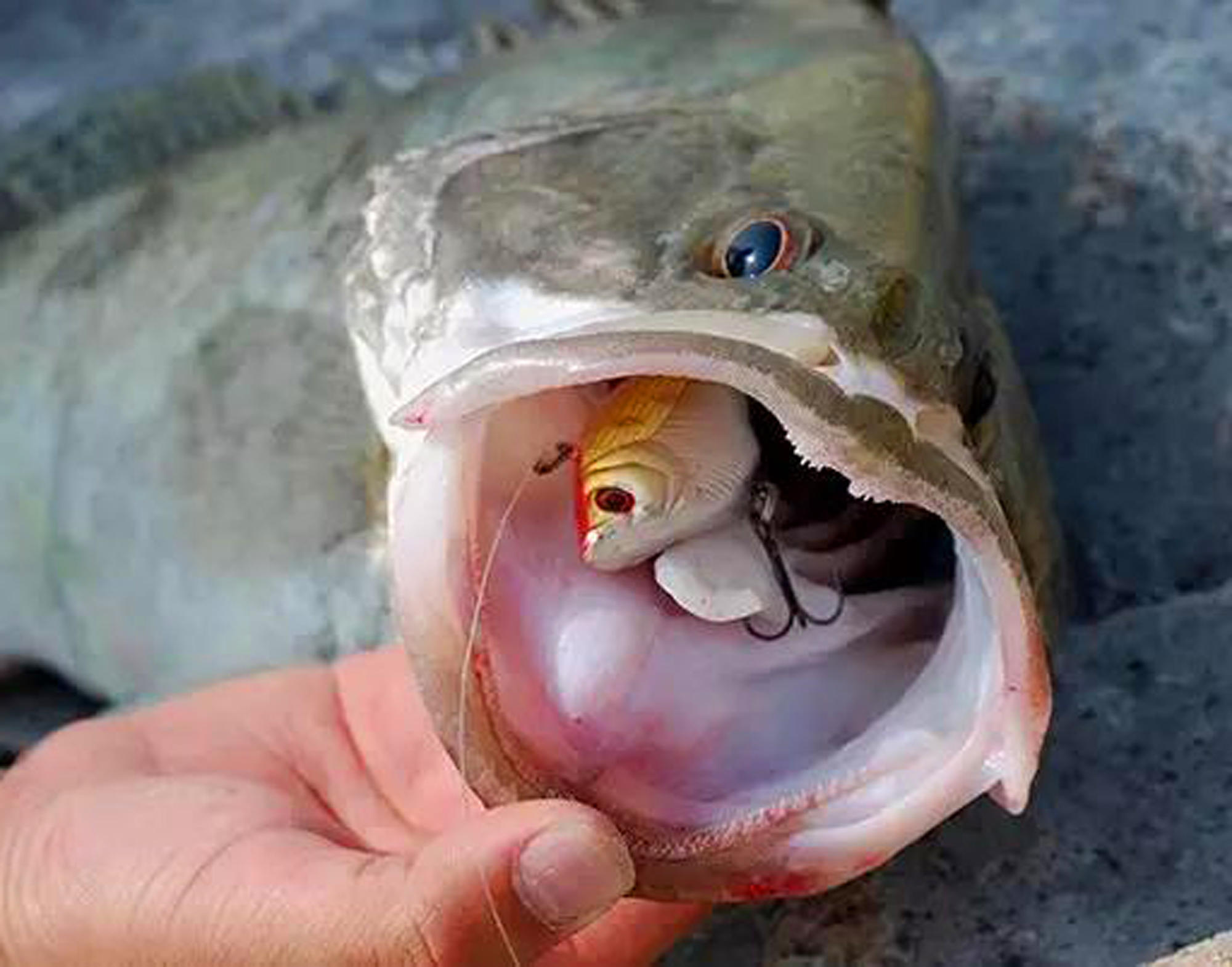 路亚鳜鱼技巧和口诀,夏季路亚鳜鱼攻略