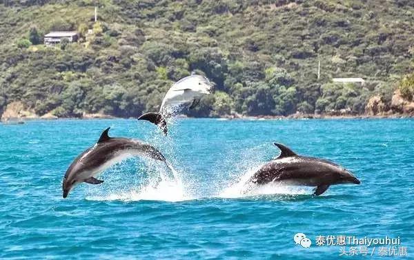 泰国绝美小众海岛系列之——蜜月岛
