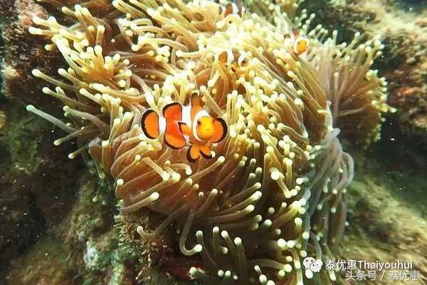 泰国绝美小众海岛系列之——蜜月岛