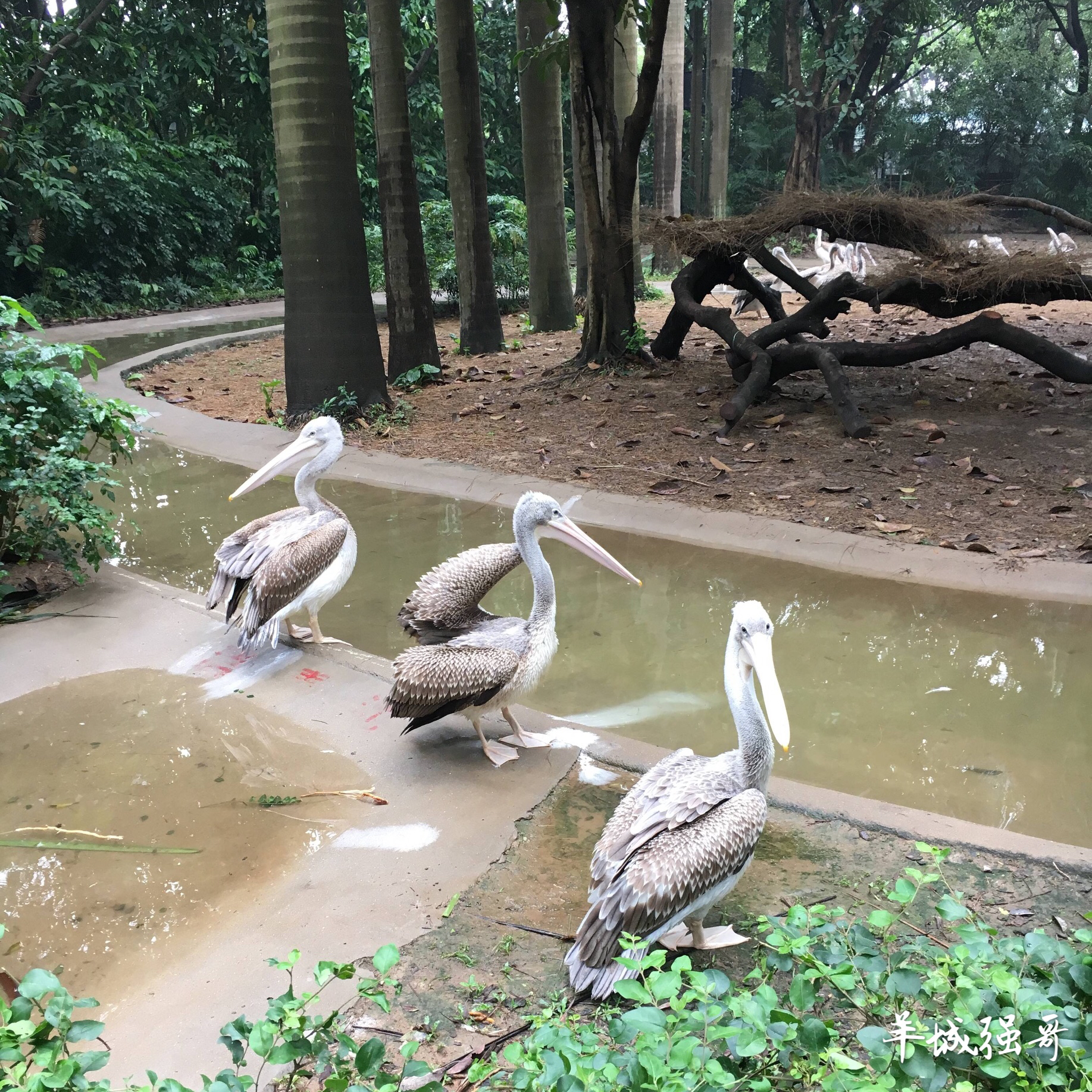 鳄鱼湖湿地门票预订,广州鳄鱼公园地图