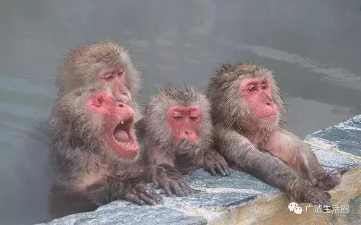 清远泡温泉有什么好玩的地方,清远下雪泡温泉的地方是哪里