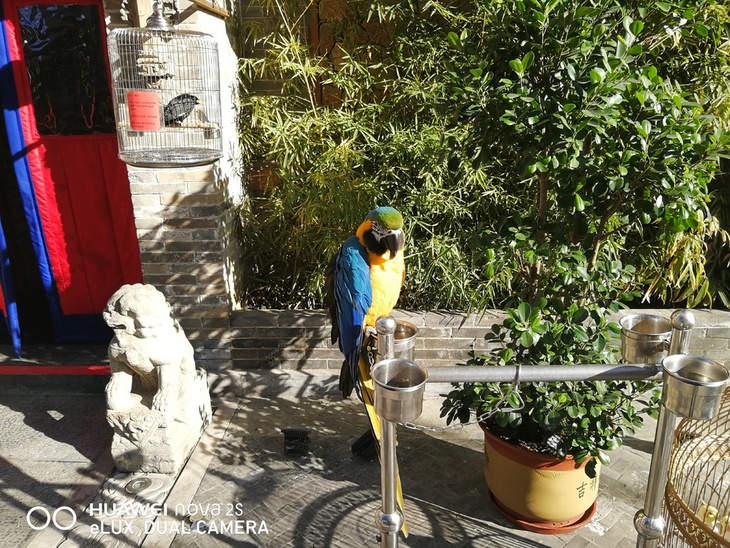 华为nova2s手机发布价格,华为nova2s二手机目前价格