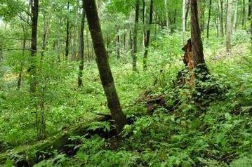 买人参科普,网上买的干人参应该注意哪几点