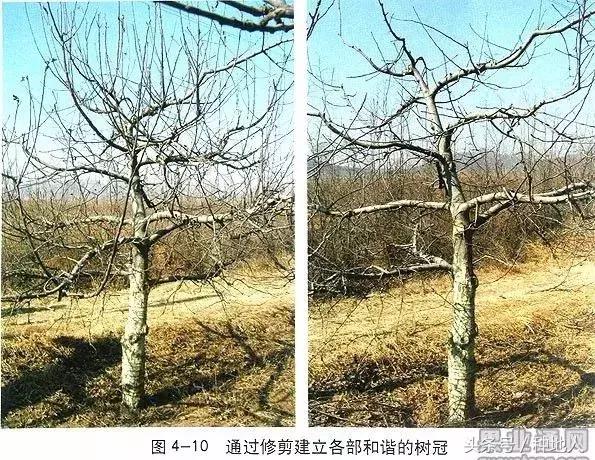 汪景彦苹果树傻瓜式修剪技术详解,傻瓜式苹果小树修剪技术